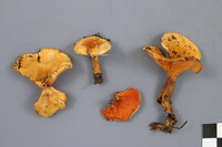 Hygrophoropsis rufa image